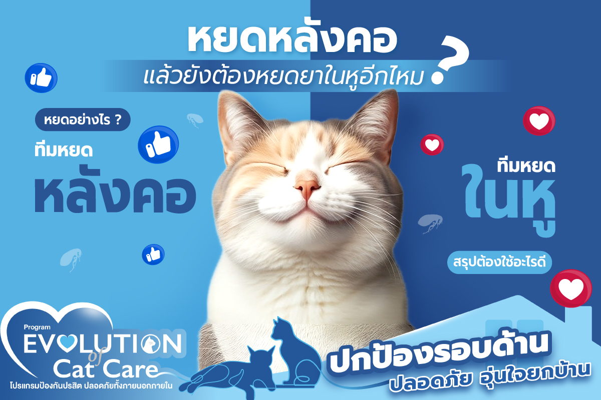 คาดไม่ถึง….ข้อควรรู้ ! สิ่งที่ไม่ควรมองข้าม ! เมื่อเลี้ยงน้องแมวระบบปิด