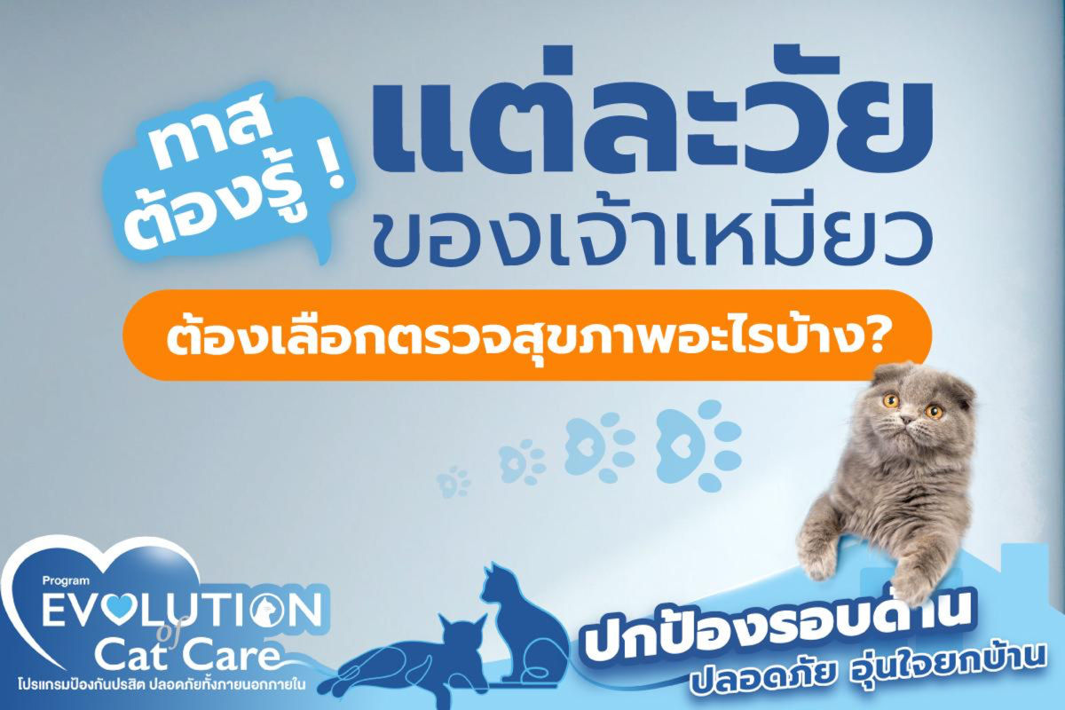 😰น้องเหมียวขนร่วง ! ป่วยหรือแค่ผลัดขน ?