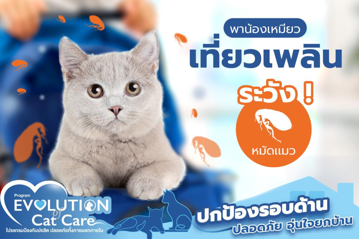 🤔 อันตรายไหม? เจ้าเหมียวสำรอกออกมาเป็นพยาธิตัวสีขาว เจอแบบนี้รักษาอย่างไร?