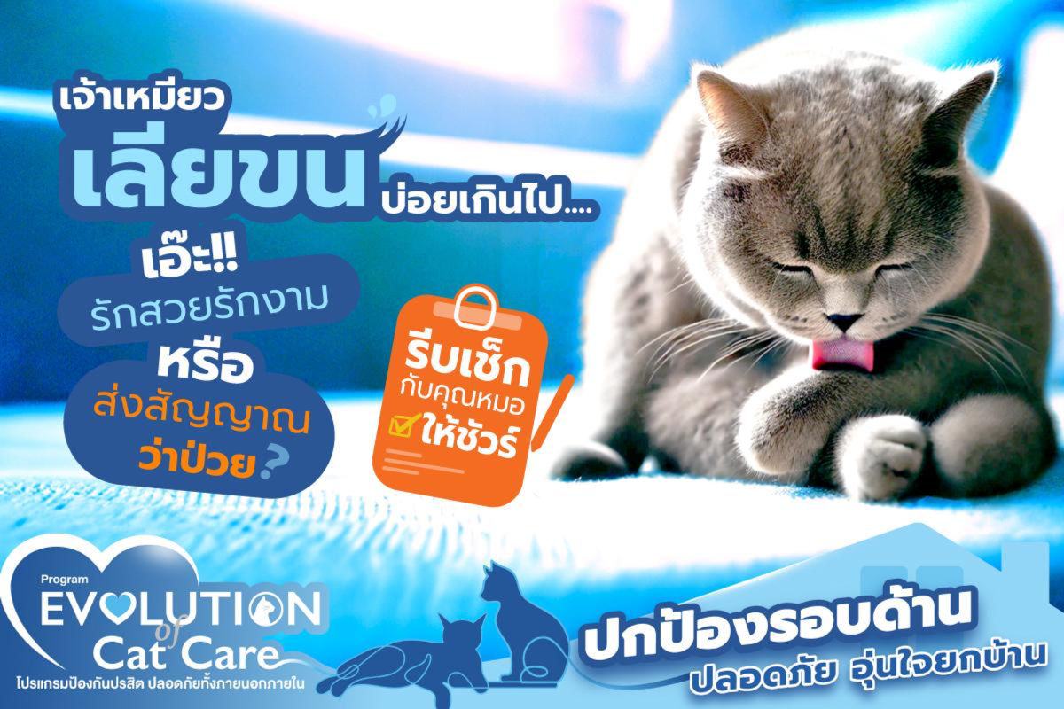 เจ้าเหมียวเลียขนบ่อยเกินไป เอ๊ะ! รักสวยรักงามหรือกำลังส่งสัญญาณว่าป่วย?