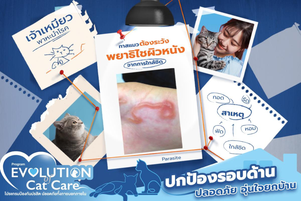 ทาสแมวต้องระวัง ! พยาธิไชผิวหนังจากการใกล้ชิด!!😱