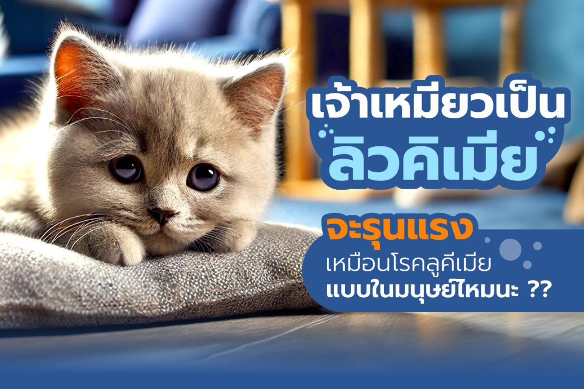 เจ้าเหมียวเป็นลิวคีเมีย จะรุนแรงเหมือนโรคลูคีเมียในมนุษย์มั้ยนะ?? 🙀