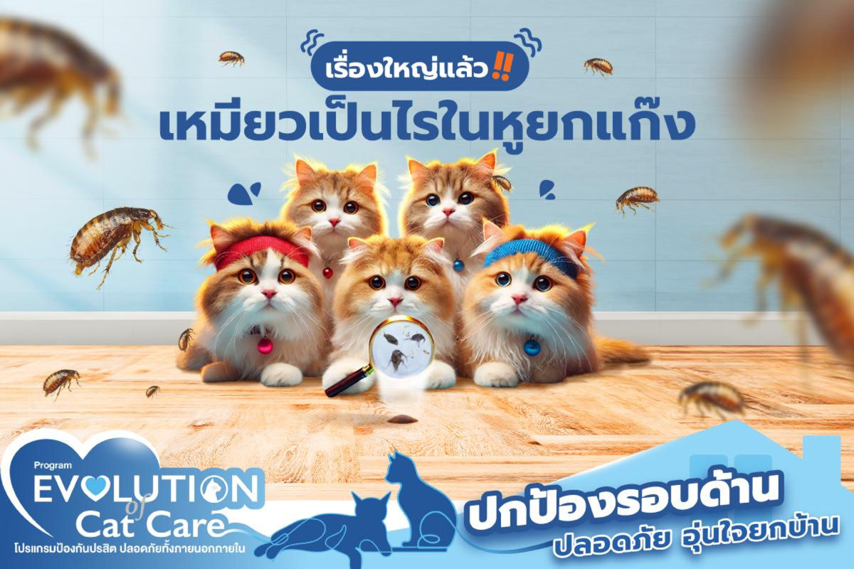เรื่องใหญ่แล้ว เหมียวเป็นไรในหูยกแกงค์ 🙀